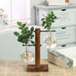 hydroponic vases Hydroponic Transparent Plant Vases
